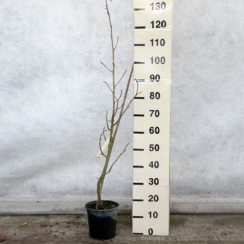 Exemplaar van Liquidambar styraciflua Rotundiloba - Amberboom Pot van 4 l/5 l zoals geleverd in de herfst