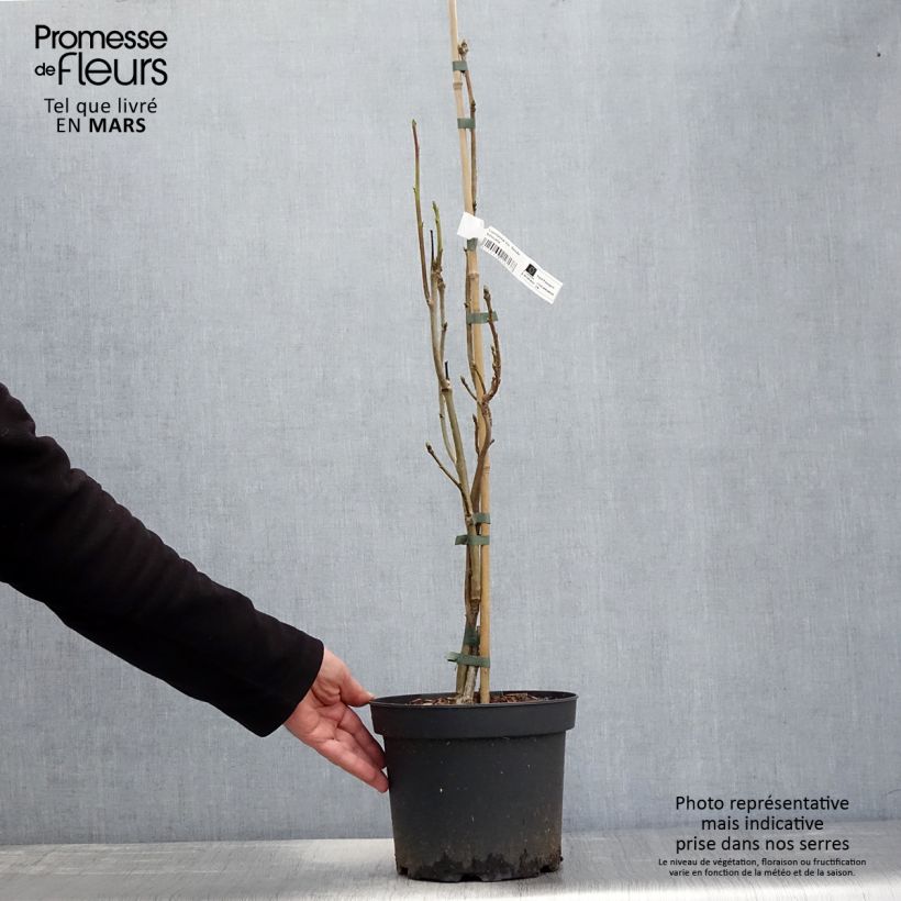 Exemplaar van Liquidambar styraciflua Slender Silhouette - Amberboom Pot van 4 l/5 l zoals geleverd in de lente