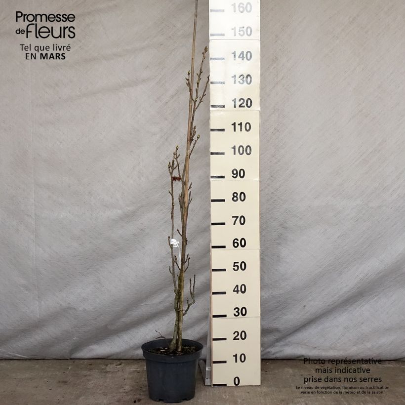 Exemplaar van Liquidambar styraciflua Slender Silhouette - Amberboom Pot van 7,5 l/10 l zoals geleverd in de lente
