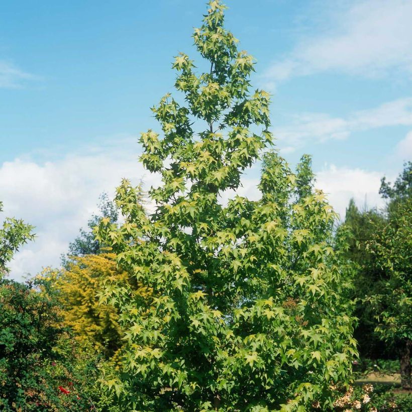 Liquidambar styraciflua Thea - Amberboom (Groeiplaats)