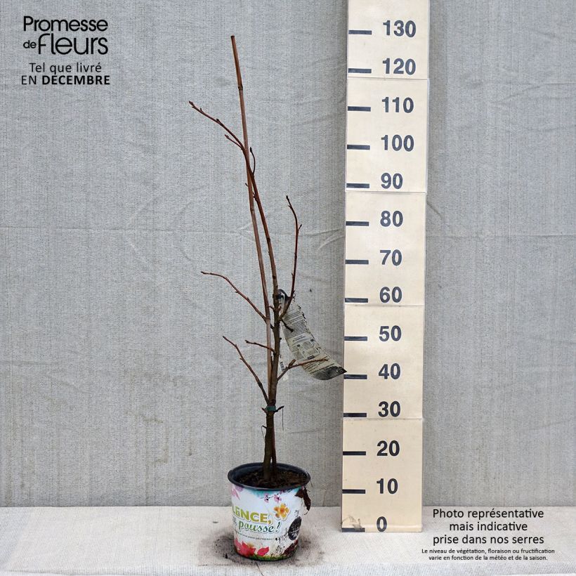 Exemplaar van Liquidambar styraciflua Thea - Amberboom Pot van 4 l/5 l zoals geleverd in de herfst