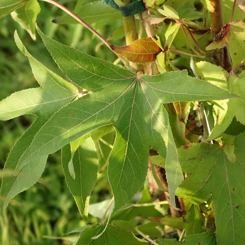 Liquidambar styraciflua Thea - Amberboom (Blad)