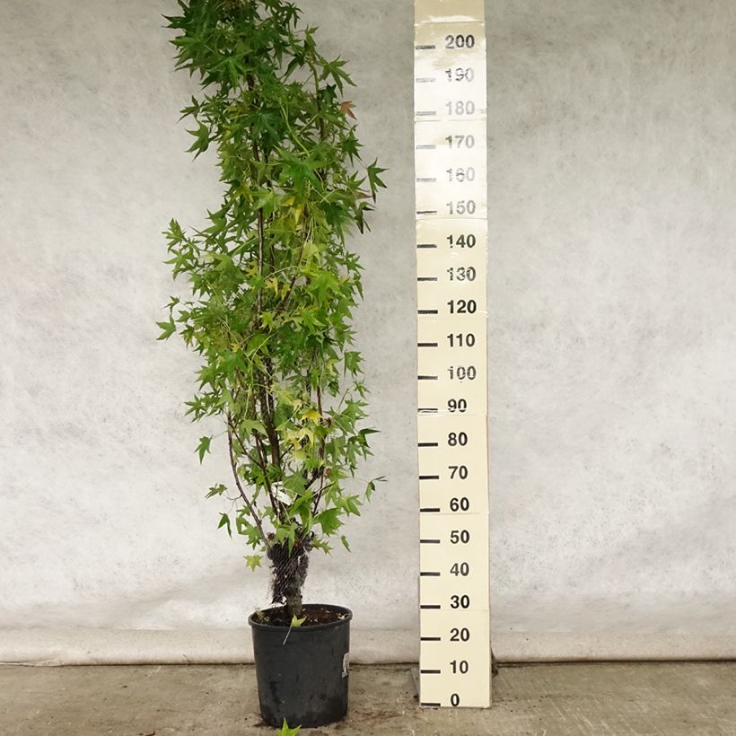 Exemplaar van Liquidambar styraciflua Worplesdon - Amberboom Pot van 7,5 l/10 l zoals geleverd in de zomer