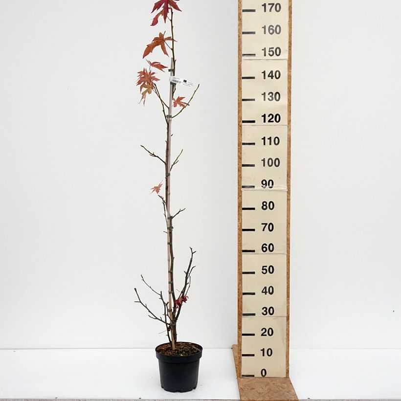 Exemplaar van Liquidambar styraciflua Worplesdon - Amberboom Pot van 4 l/5 l zoals geleverd in de herfst