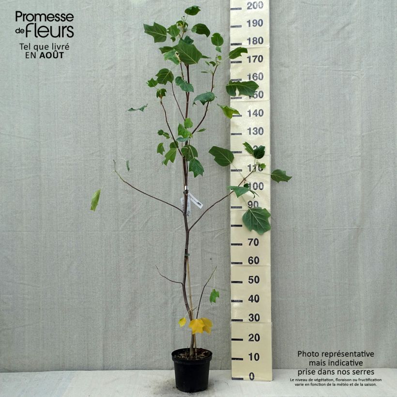 Exemplaar van Liriodendron tulipifera Aureomarginatum - Tulpenboom Pot van 3 l/4 l zoals geleverd in de zomer