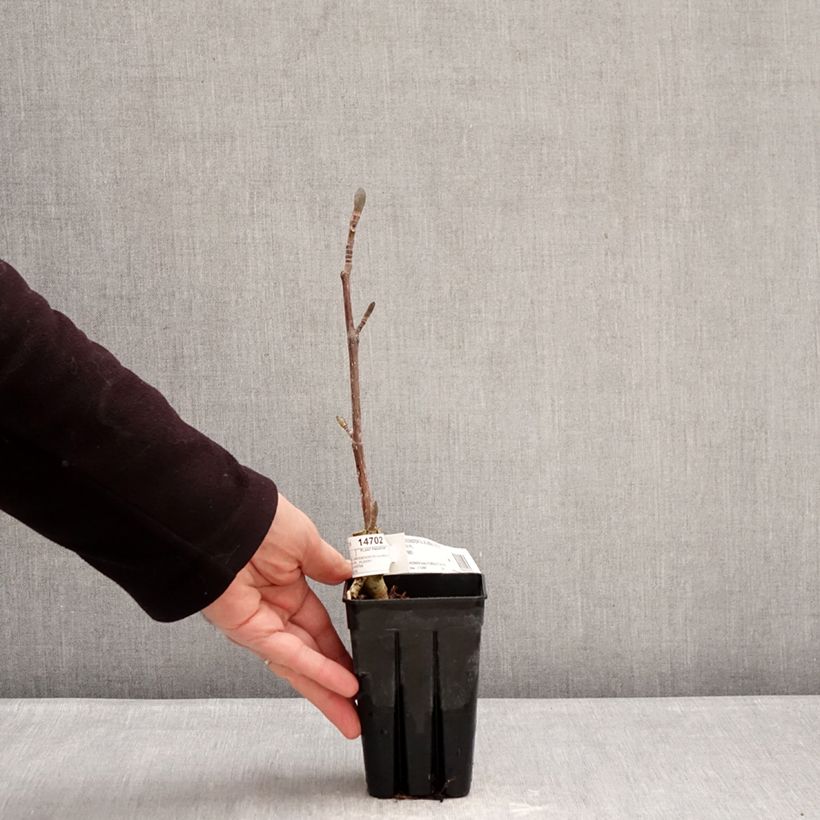 Exemplaar van Liriodendron tulipifera Emerald City - Tulpenboom Pot van 1 l/1,5 l zoals geleverd in de winter