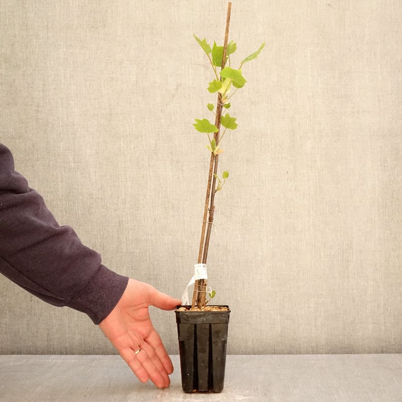 Exemplaar van Liriodendron tulipifera Emerald City - Tulpenboom Pot van 1 l/1,5 l zoals geleverd in de lente
