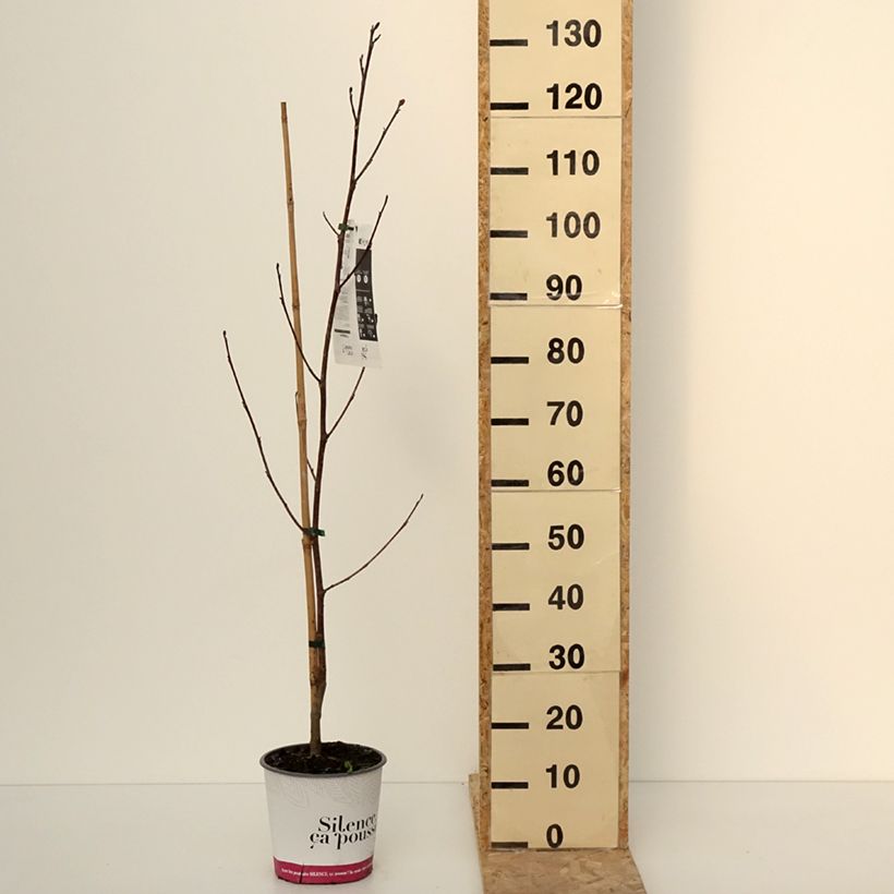 Exemplaar van Liriodendron tulipifera Fastigiata - Tulipier de Virginie Pot de 4L/5L, Tige zoals geleverd in de winter