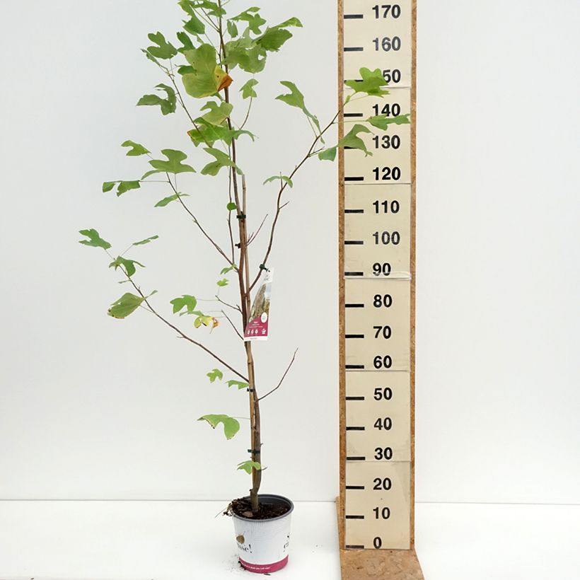 Exemplaar van Liriodendron tulipifera Fastigiata - Tulpenboom Pot van 4 l/5 l, Stengel zoals geleverd in de zomer