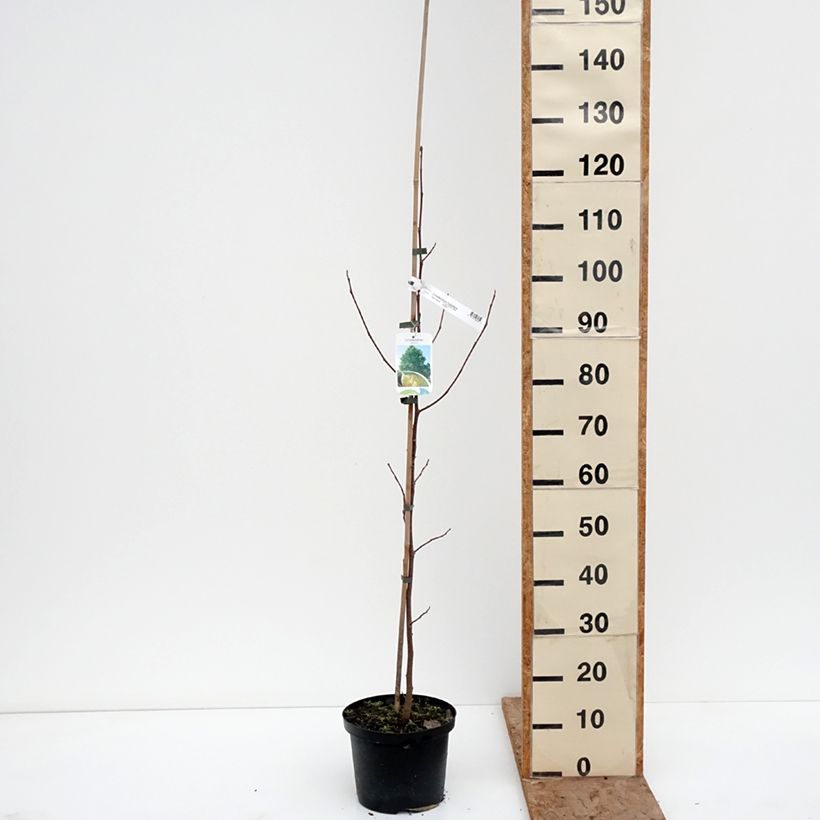 Exemplaar van Liriodendron tulipifera Purgatory - Tulipier de Virginie panaché Pot van 4 l/5 l zoals geleverd in de winter