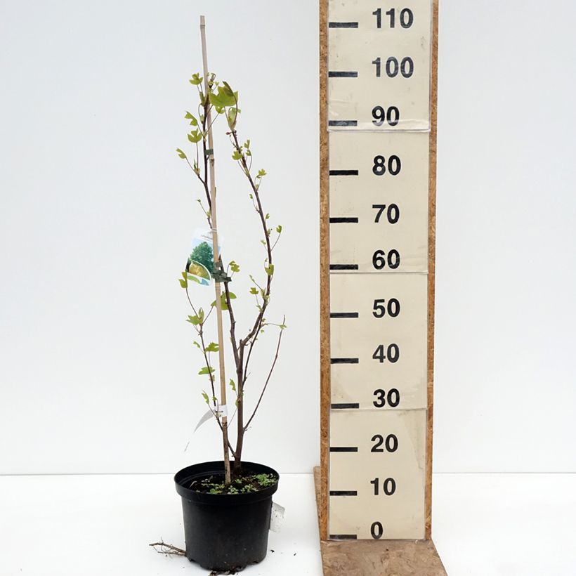 Exemplaar van Liriodendron tulipifera - Tulpenboom Pot van 4 l/5 l zoals geleverd in de lente