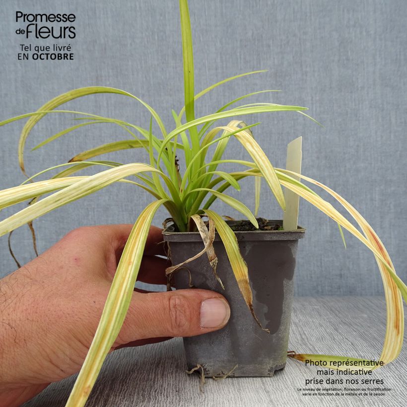 Exemplaar van Liriope muscari Big Blue Godet de 8/9 cm zoals geleverd in de herfst
