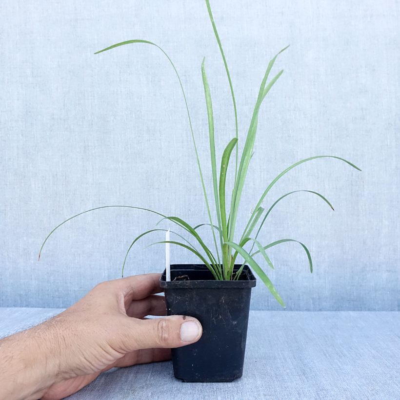 Exemplaar van Liriope muscari Big Blue - Leliegras Kweekpotje van 8/9 cm zoals geleverd in de zomer