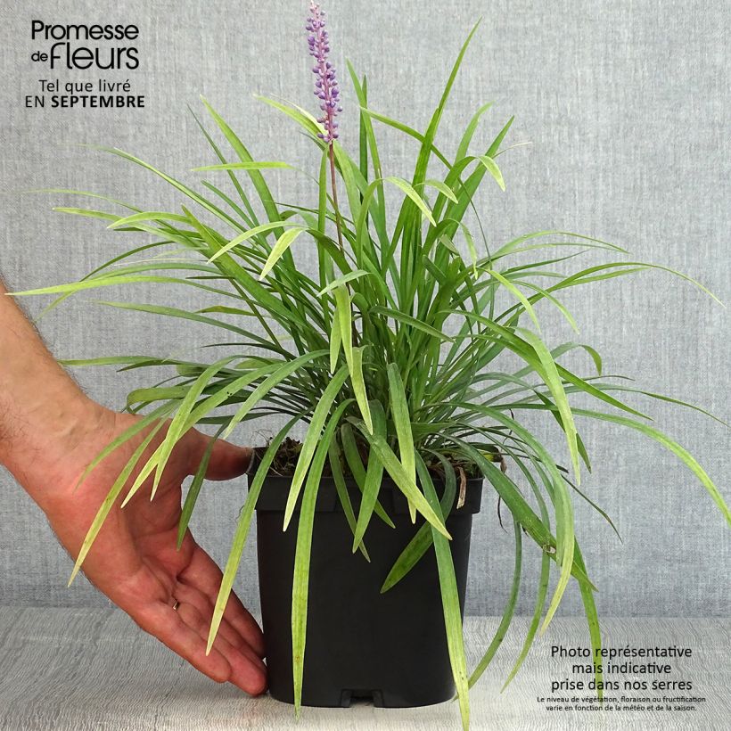 Exemplaar van Liriope muscari - Leliegras Pot van 2 l/3 l zoals geleverd in de zomer