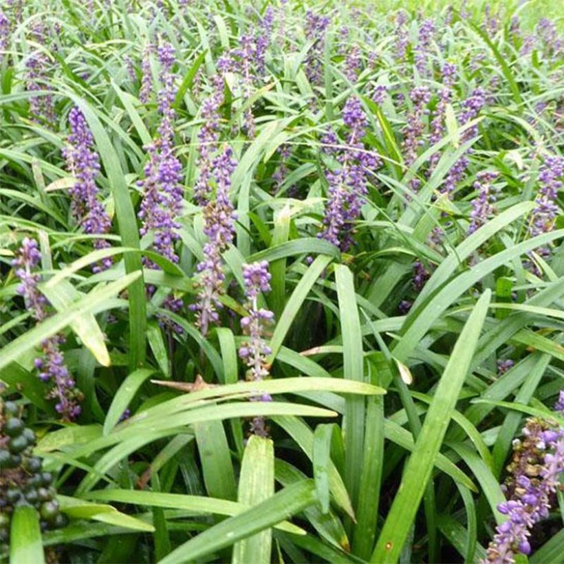 Liriope muscari Evergreen Giant - Leliegras (Blad)