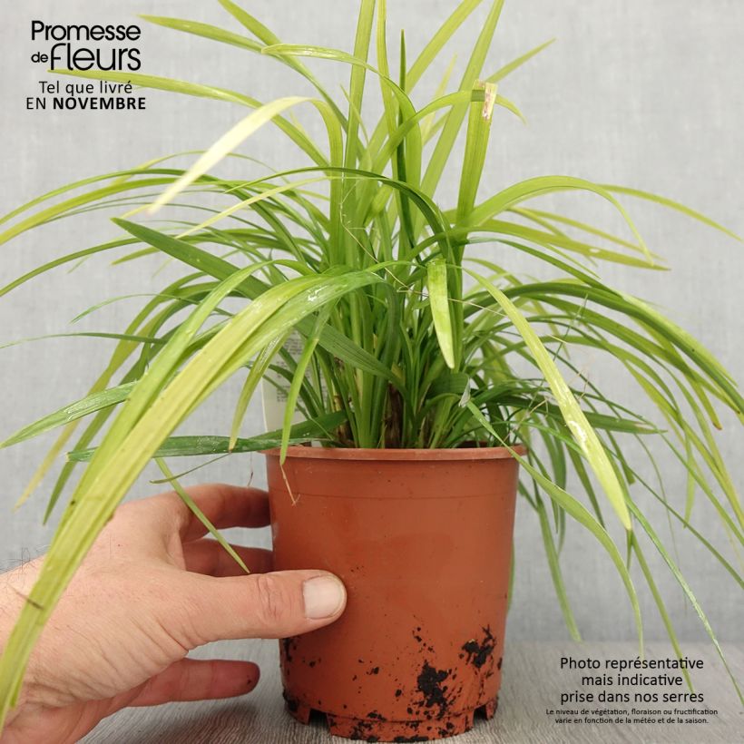 Exemplaar van Liriope muscari Evergreen Giant Pot de 1L/1,5L zoals geleverd in de herfst