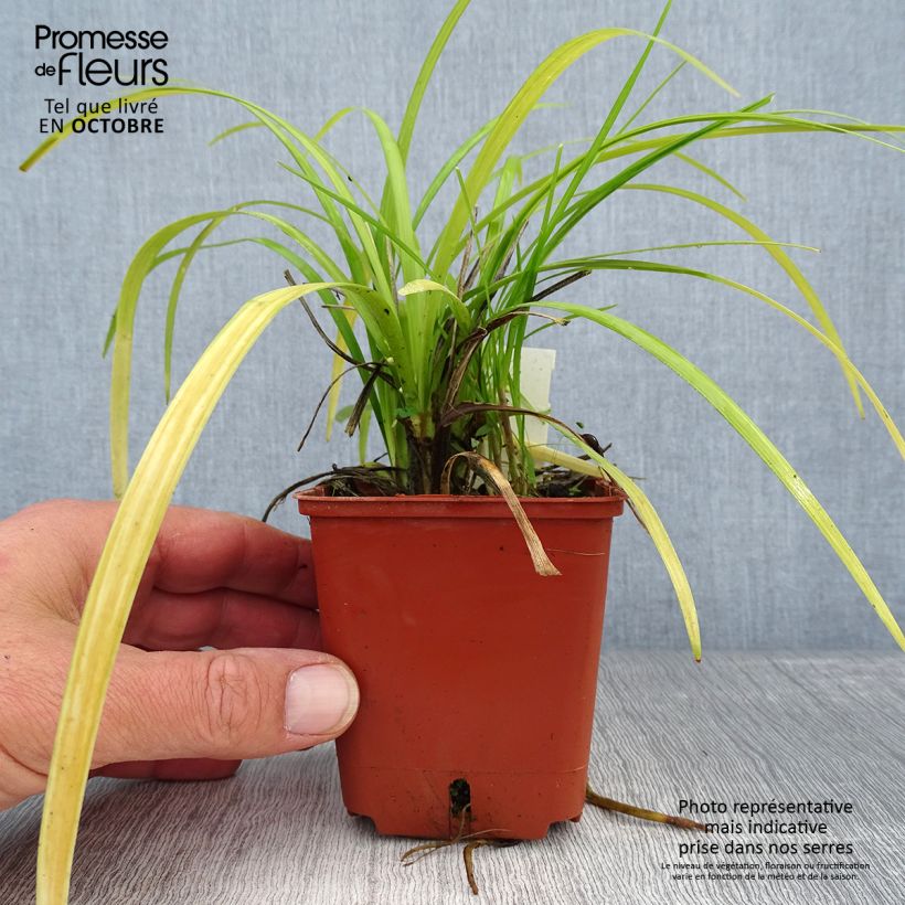 Exemplaar van Liriope muscari Evergreen Giant - Leliegras Kweekpotje van 8/9 cm zoals geleverd in de herfst