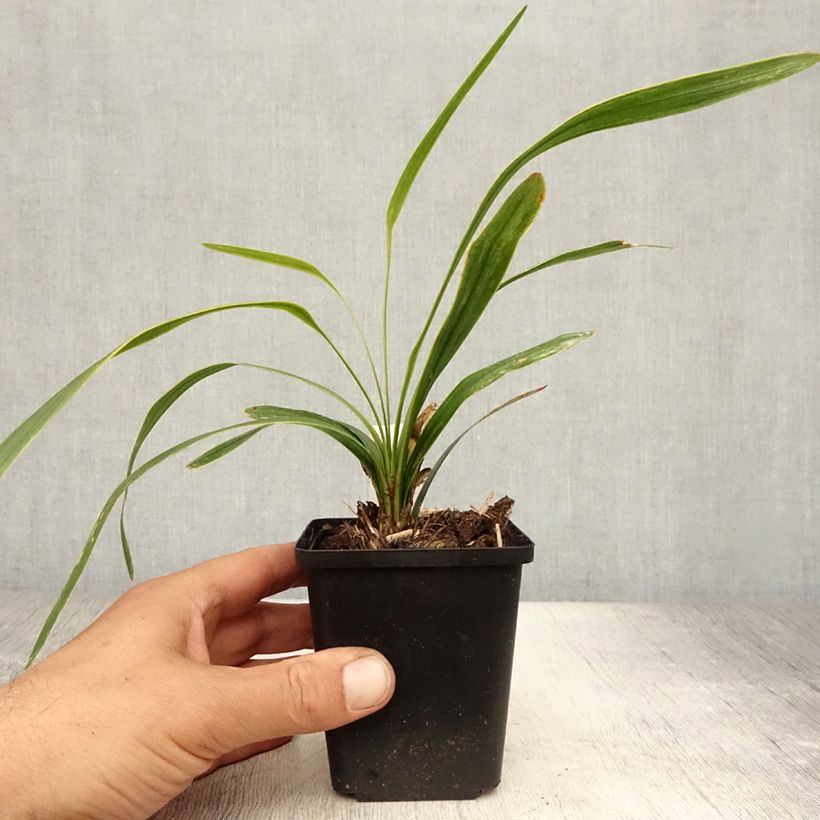 Exemplaar van Liriope muscari Gold Banded - Leliegras Kweekpotje van 8/9 cm zoals geleverd in de zomer