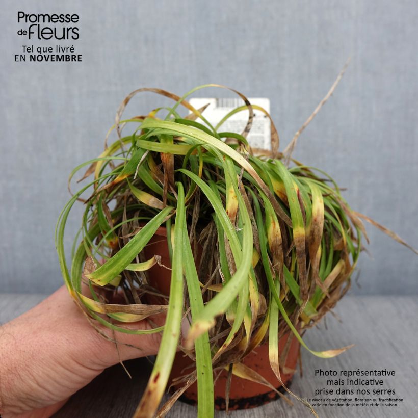 Exemplaar van Liriope muscari Ingwersen - Leliegras Pot van 1 l/1,5 l zoals geleverd in de herfst