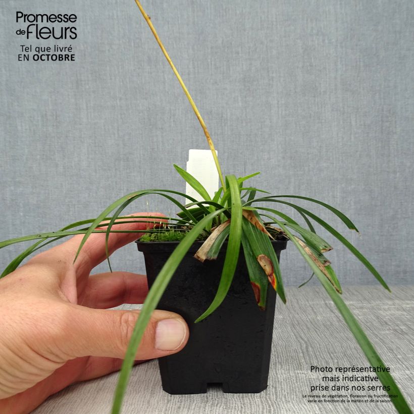 Exemplaar van Liriope muscari Ingwersen - Leliegras Kweekpotje van 8/9 cm zoals geleverd in de herfst