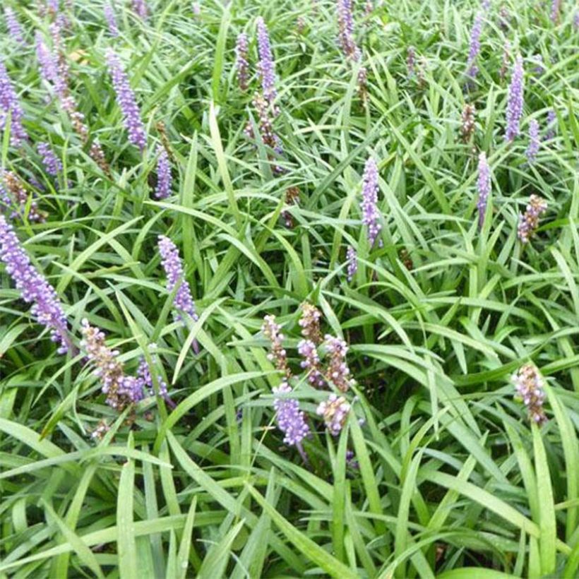 Liriope muscari Lilac Wonder - Leliegras (Bloei)