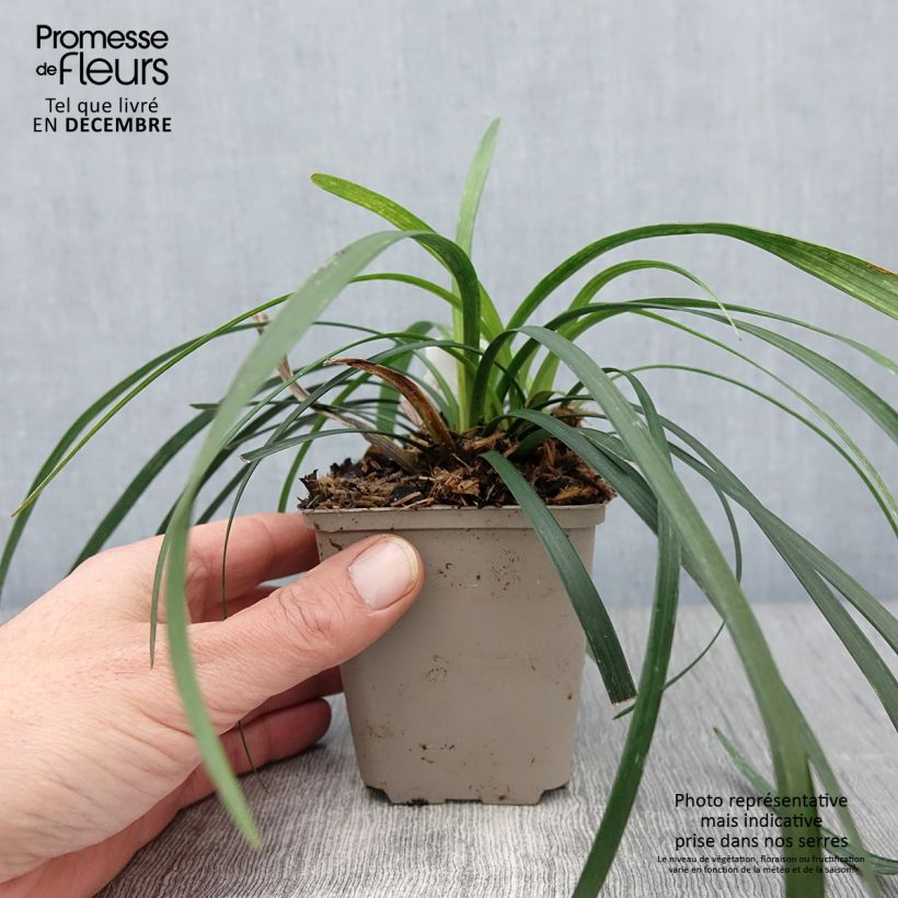 Exemplaar van Liriope muscari Majestic - Leliegras Kweekpotje van 8/9 cm zoals geleverd in de herfst