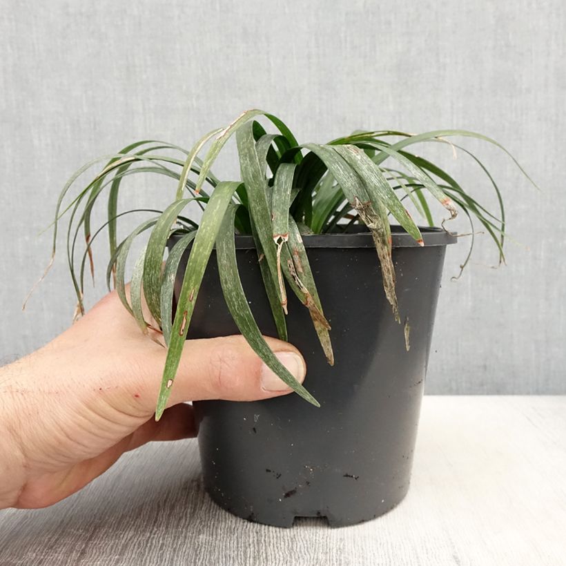 Exemplaar van Liriope muscari Monroe White - Leliegras Pot van 2 l/3 l zoals geleverd in de lente