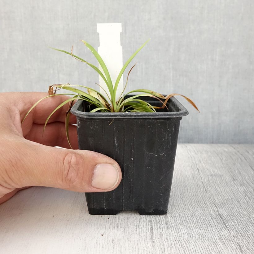 Exemplaar van Liriope muscari Okina - Leliegras Kweekpotje van 8/9 cm zoals geleverd in de zomer