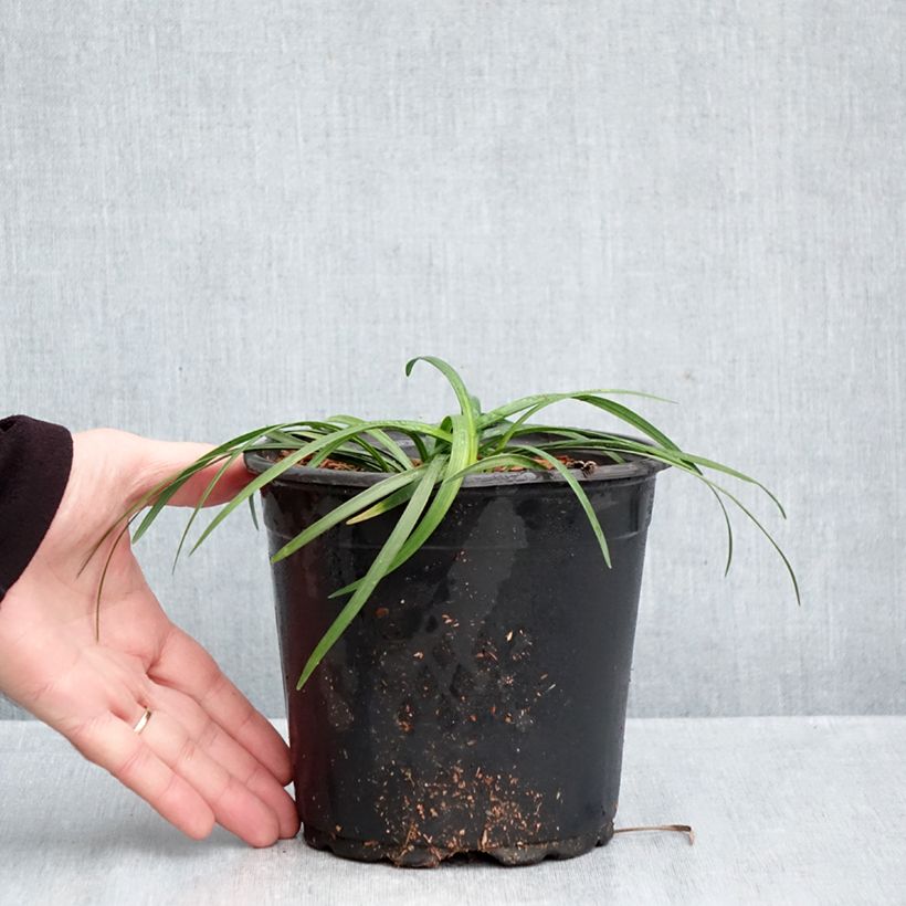 Exemplaar van Liriope muscari - Leliegras Pot van 2 l/3 l zoals geleverd in de herfst