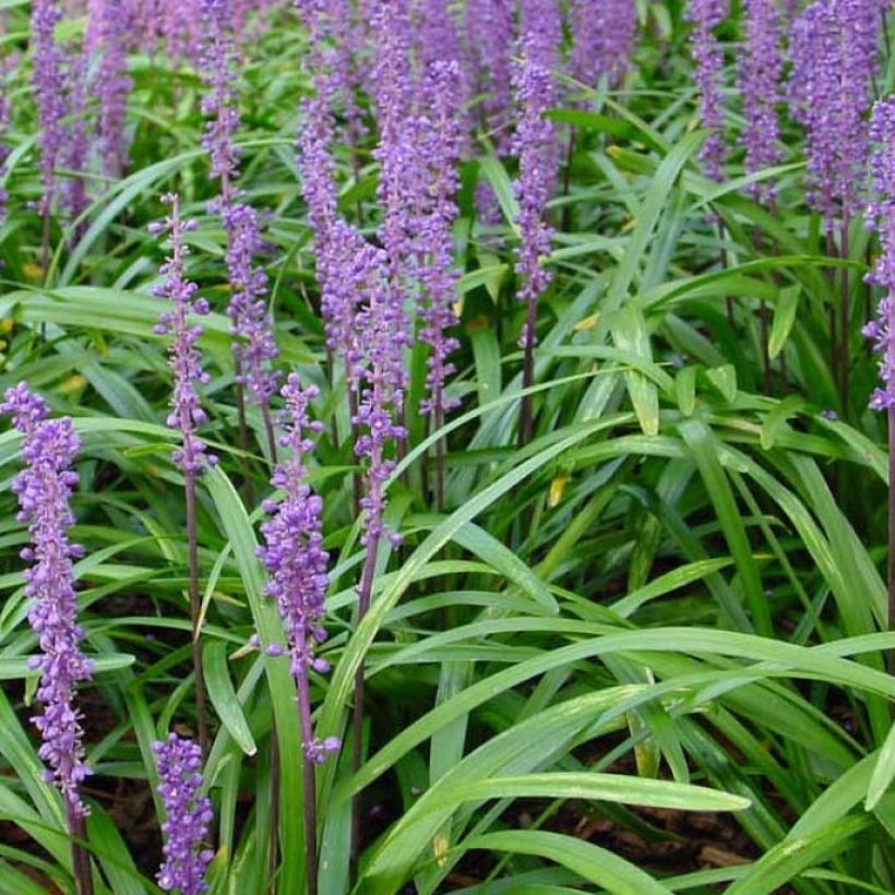 Liriope muscari Royal Purple - Leliegras (Blad)