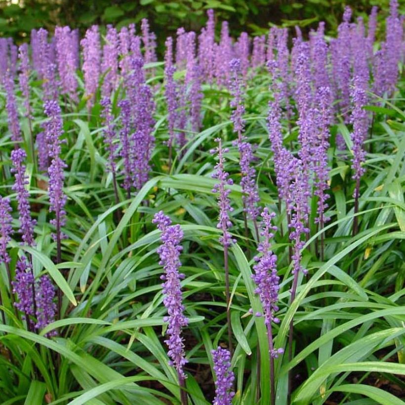 Liriope muscari Royal Purple - Leliegras (Bloei)