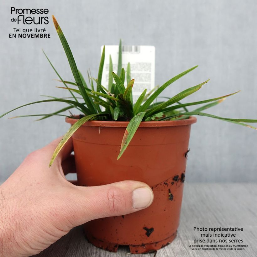 Exemplaar van Liriope muscari Royal Purple Pot de 1L/1,5L zoals geleverd in de herfst