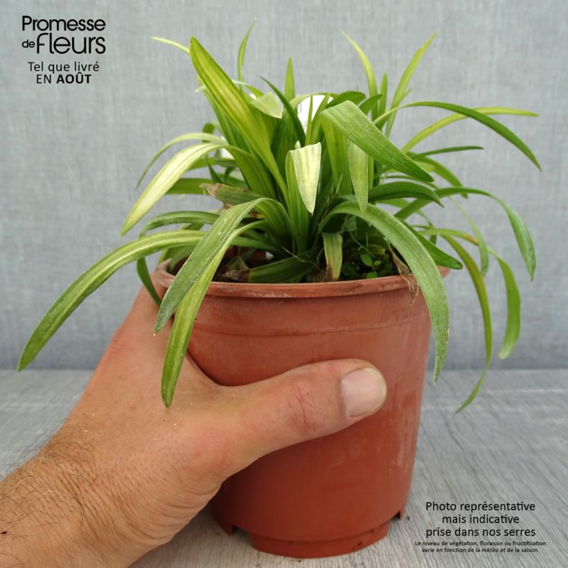Exemplaar van Liriope muscari Royal Purple - Leliegras Pot van 1 l/1,5 l zoals geleverd in de zomer
