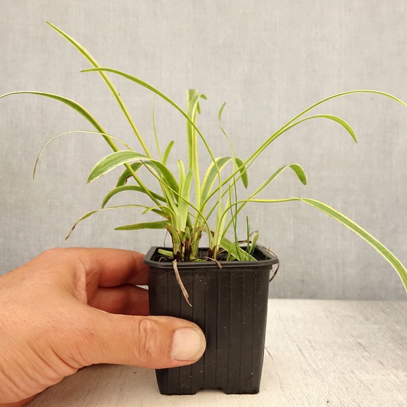 Exemplaar van Liriope muscari Silvery Sunproof - Leliegras Kweekpotje van 8/9 cm zoals geleverd in de zomer