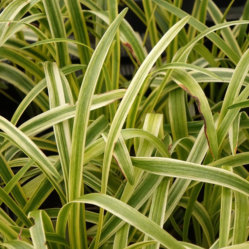 Liriope muscari Silvery Sunproof - Leliegras (Blad)