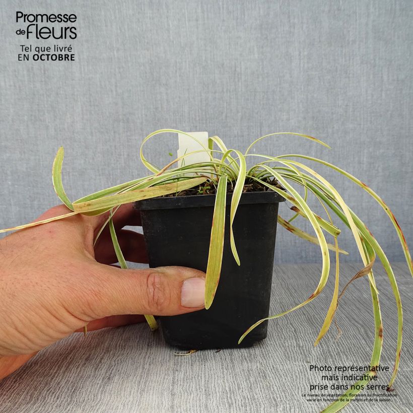 Exemplaar van Liriope muscari Variegata - Leliegras Kweekpotje van 8/9 cm zoals geleverd in de herfst