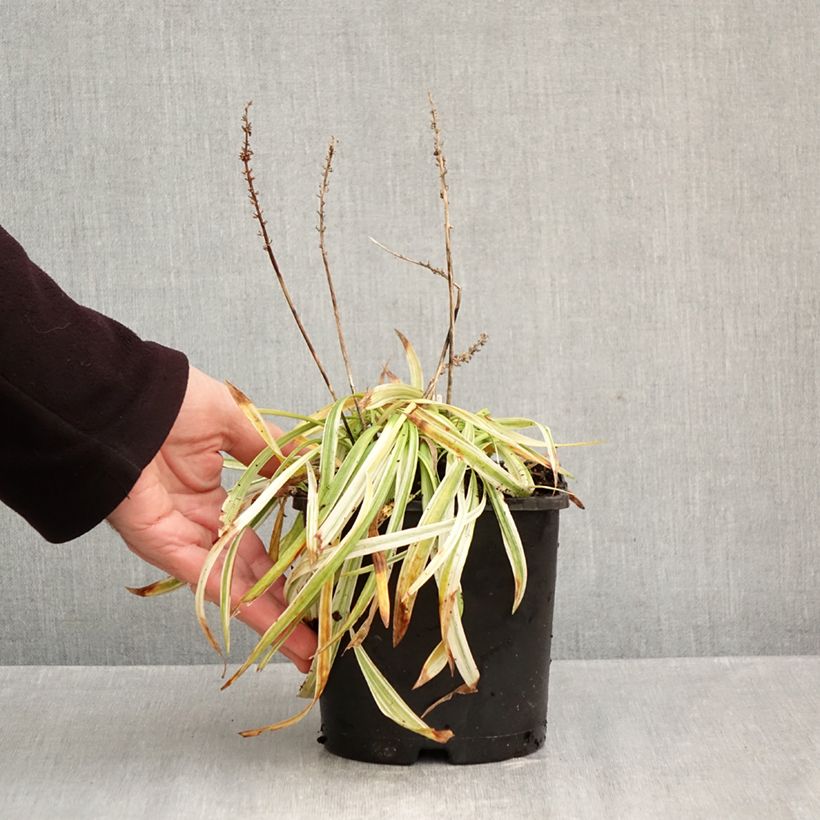 Exemplaar van Liriope muscari Variegata - Leliegras Pot van 2 l/3 l zoals geleverd in de herfst