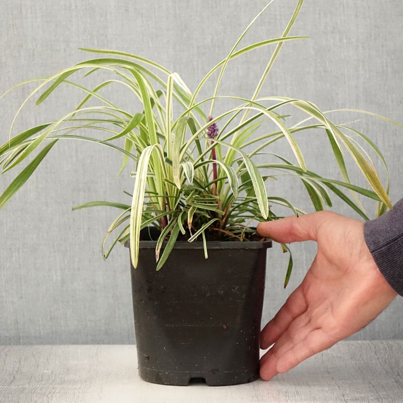 Exemplaar van Liriope muscari Variegata - Leliegras Pot van 2 l/3 l zoals geleverd in de zomer