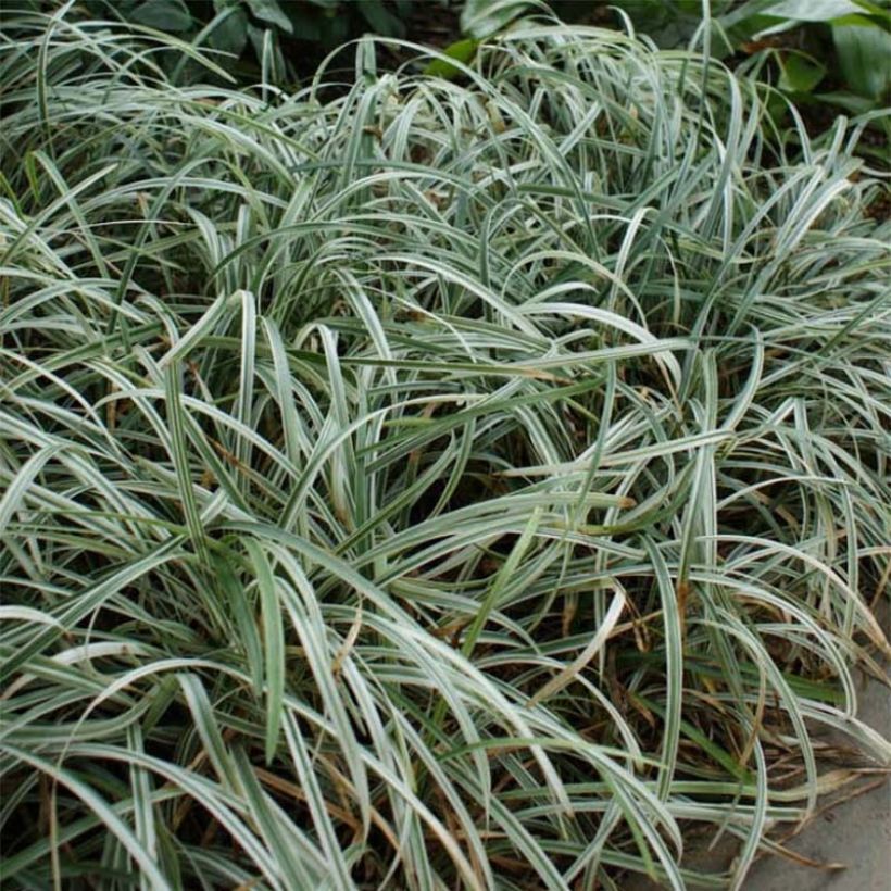 Liriope spicata Silver Dragon - Leliegras (Groeiplaats)