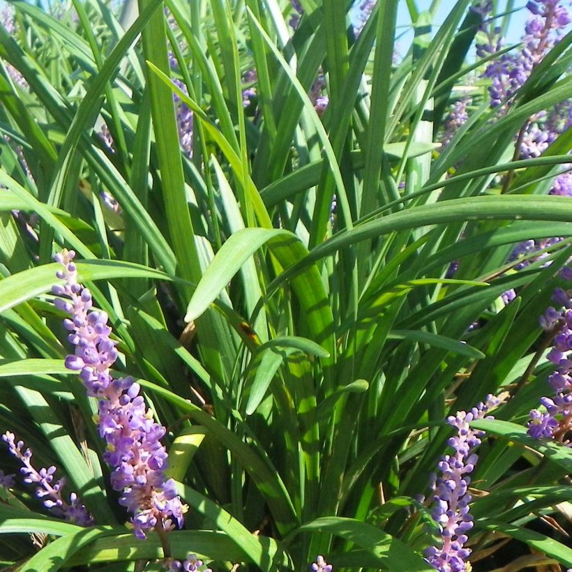 Liriope Super Blue - Leliegras (Blad)