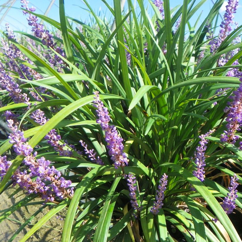Liriope Super Blue - Leliegras (Groeiplaats)