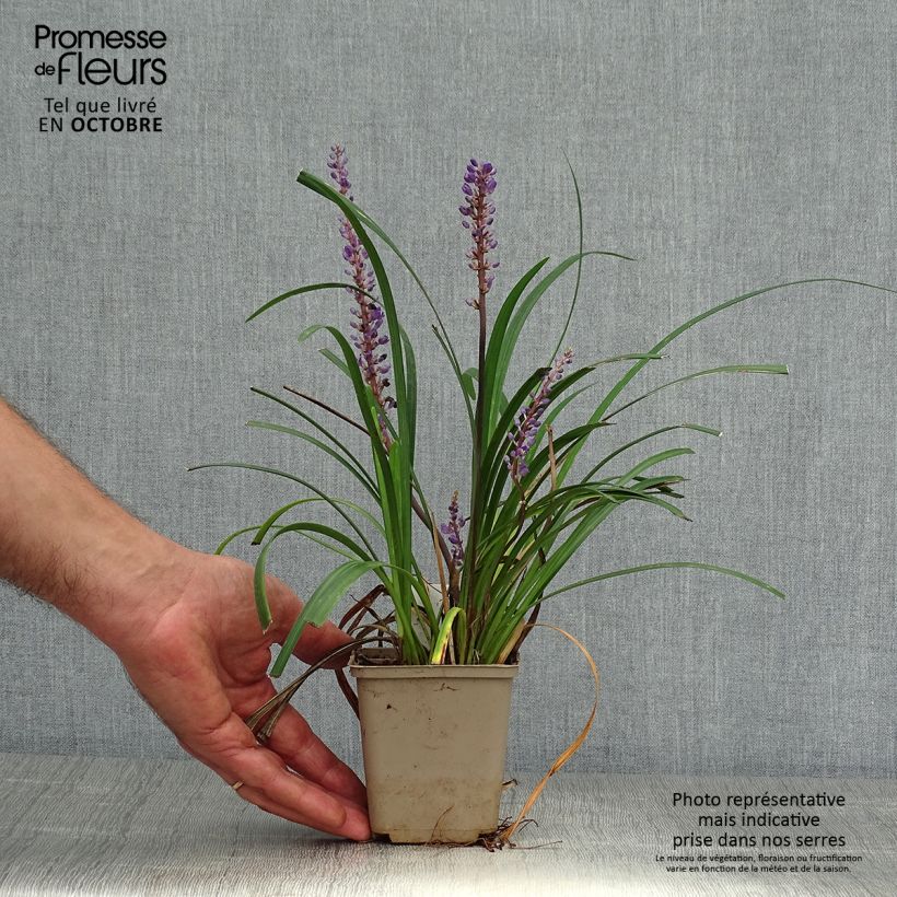 Exemplaar van Liriope Super Blue - Leliegras Kweekpotje van 8/9 cm zoals geleverd in de herfst