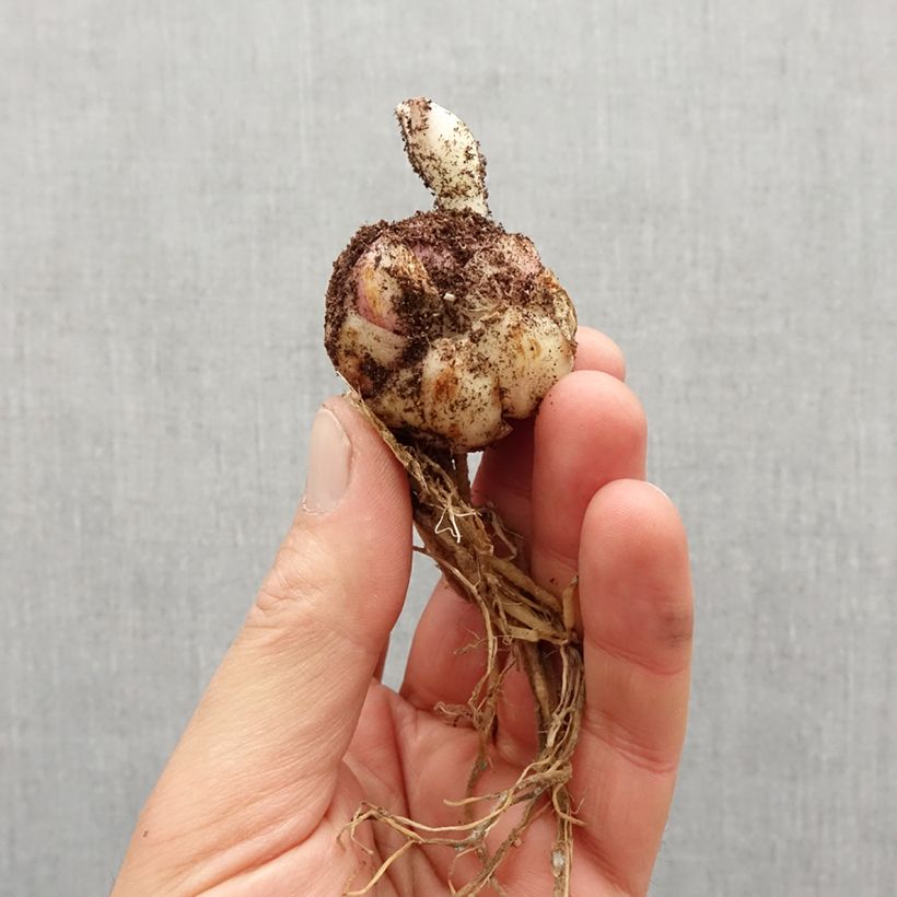 Example of Lilium Broken Heart - Aziatische Lelie Bol kaliber 14/16 as you get in printemps