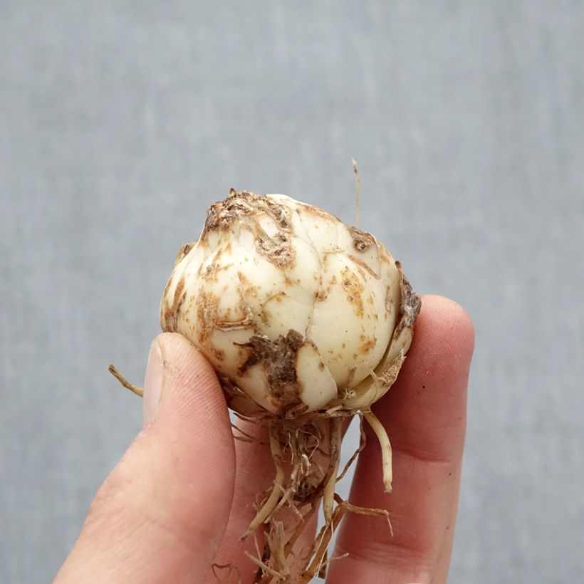 Exemplaar van Lilium Distant Drum - Aziatische Lelie Bol kaliber 14+ zoals geleverd in de lente