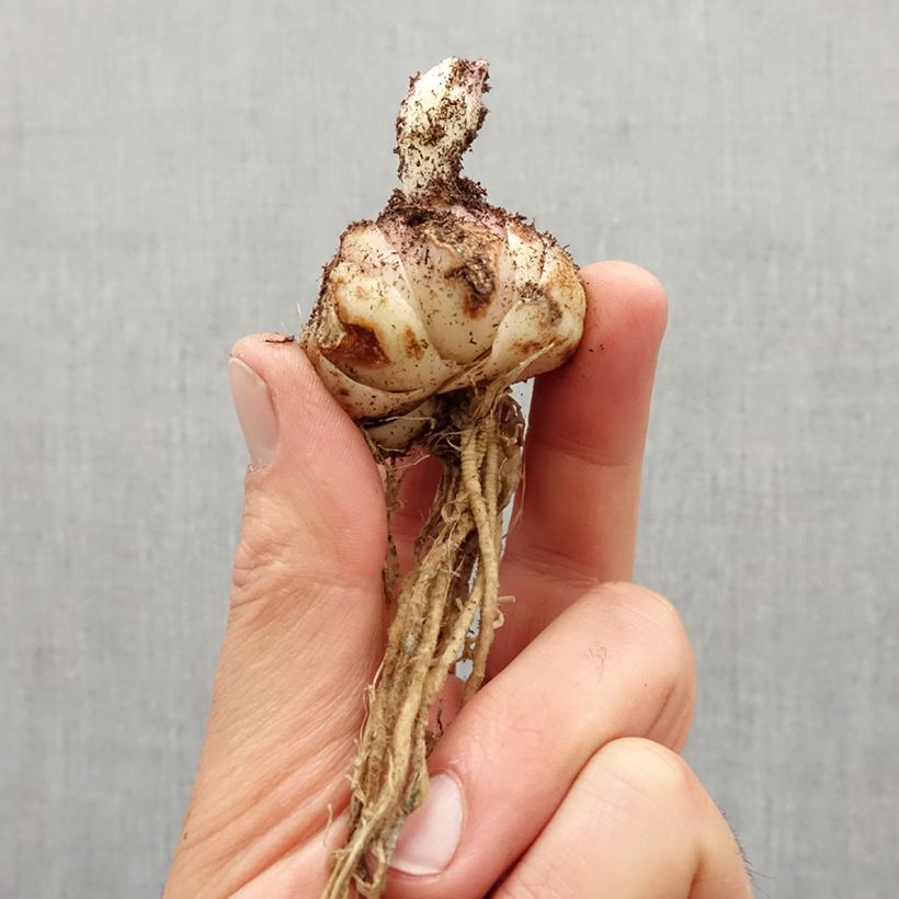 Exemplaar van Lilium Red Twin - Aziatische lelie Bol kaliber 16/18 zoals geleverd in de lente