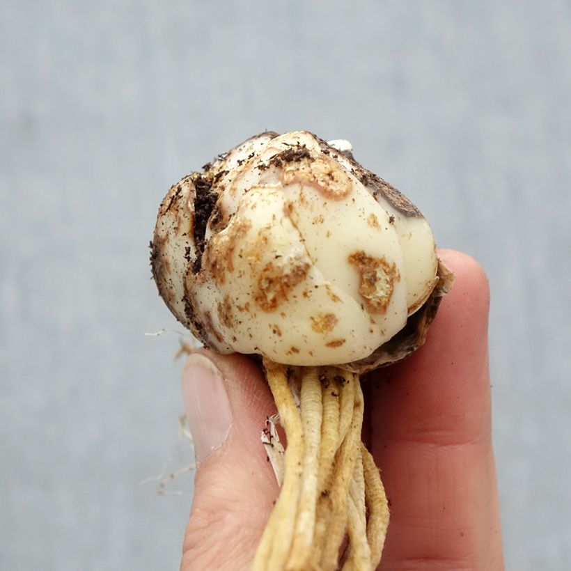 Exemplaar van Lilium Forever Susan - Aziatische lelie Bol kaliber 12+ zoals geleverd in de lente