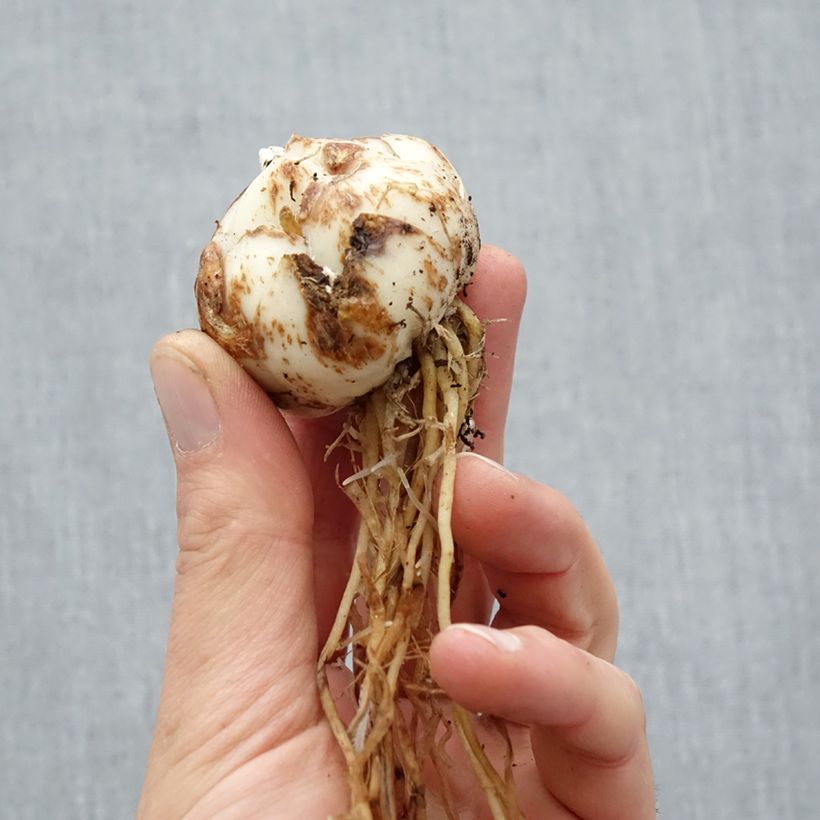 Exemplaar van Lilium Salmon Tiger - Aziatische lelie Bol kaliber 16/18 zoals geleverd in de lente