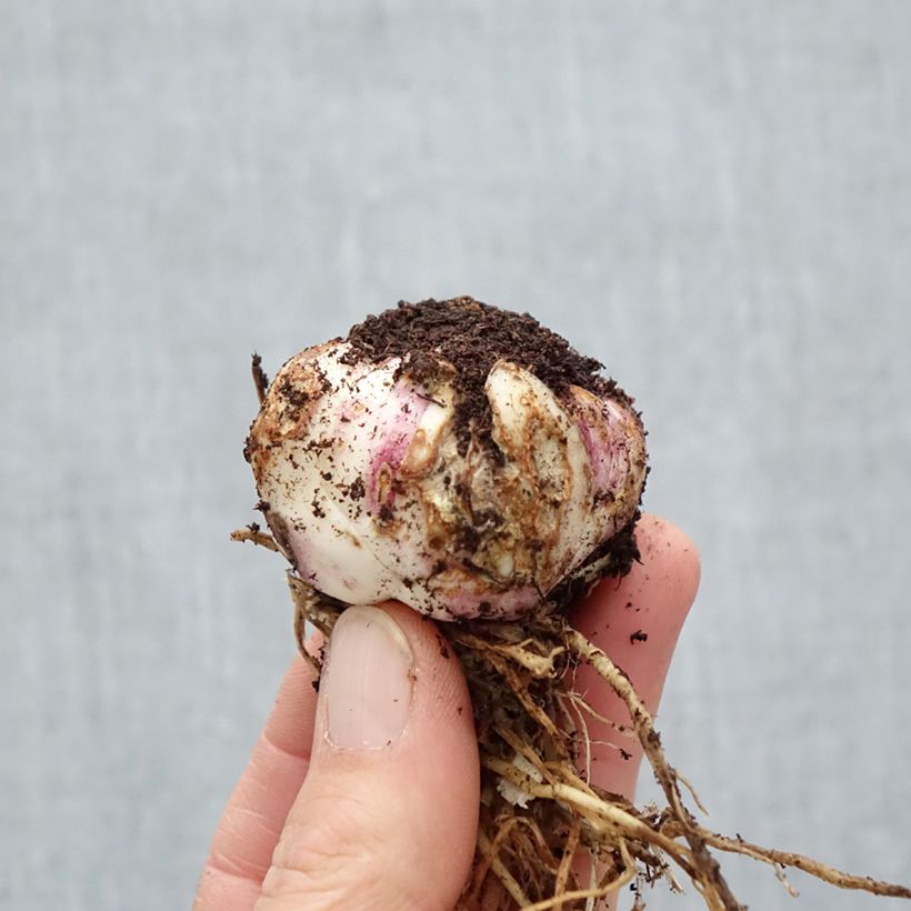 Example of Lilium Nettys Pride - Aziatische Lelie Bol kaliber 16/18 as you get in printemps