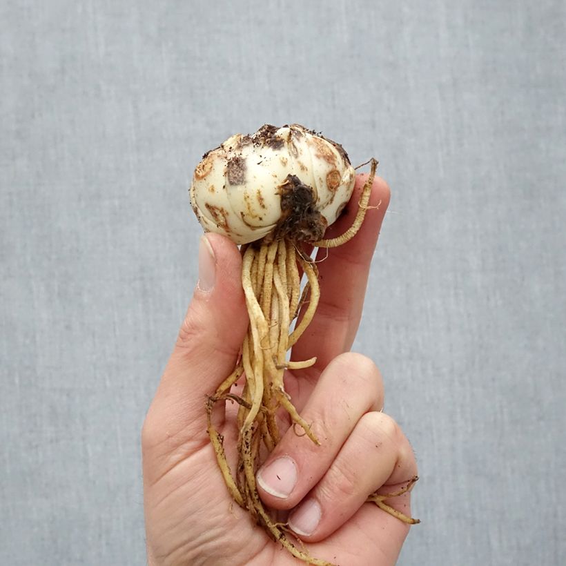 Exemplaar van Lilium Royal Kiss - Aziatische lelie Bol kaliber 16/18 zoals geleverd in de lente