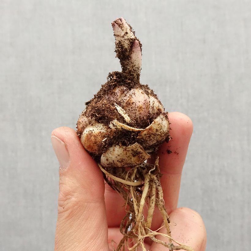 Example of Lilium Soft Music - Aziatische lelie Bol kaliber 14/16 as you get in printemps